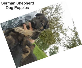 German Shepherd Dog Puppies