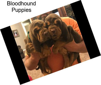 Bloodhound Puppies