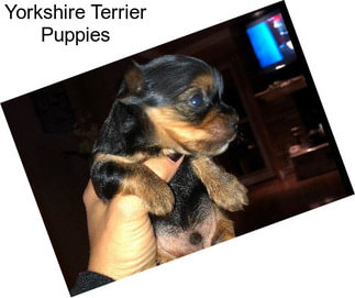 Yorkshire Terrier Puppies