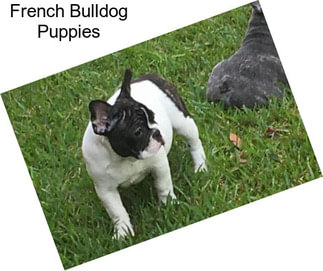 French Bulldog Puppies