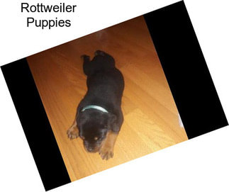 Rottweiler Puppies