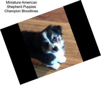 Miniature American Shepherd Puppies Champion Bloodlines