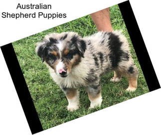 Australian Shepherd Puppies