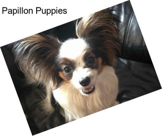 Papillon Puppies