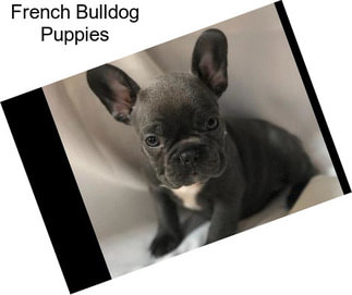 French Bulldog Puppies