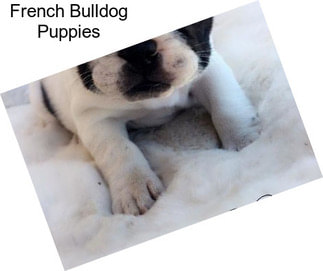 French Bulldog Puppies