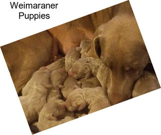 Weimaraner Puppies