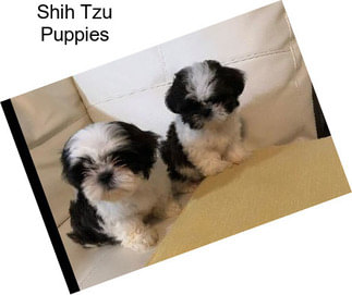 Shih Tzu Puppies