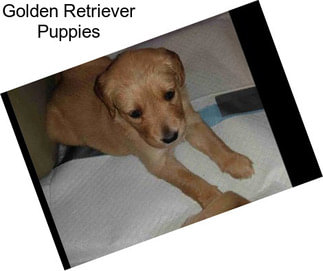 Golden Retriever Puppies