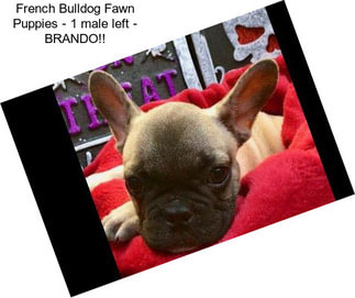 French Bulldog Fawn Puppies - 1 male left - BRANDO!!