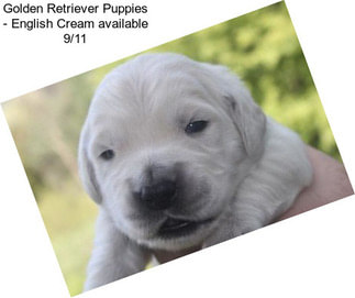 Golden Retriever Puppies - English Cream available 9/11