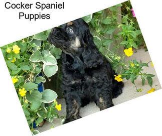 Cocker Spaniel Puppies