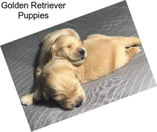 Golden Retriever Puppies