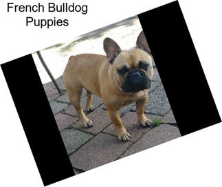 French Bulldog Puppies