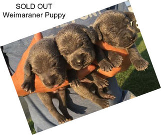 SOLD OUT Weimaraner Puppy