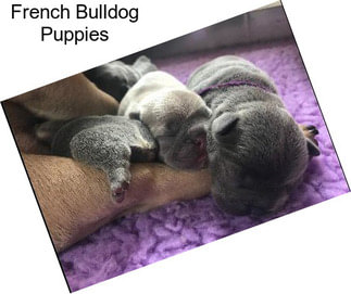 French Bulldog Puppies