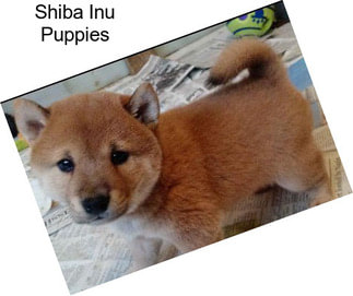 Shiba Inu Puppies