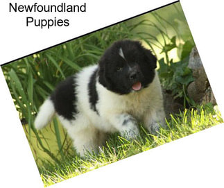 Newfoundland Puppies