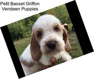 Petit Basset Griffon Vendeen Puppies