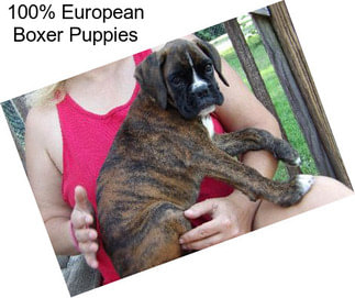 100% European Boxer Puppies