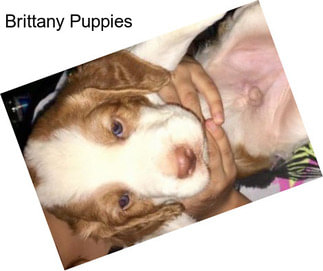 Brittany Puppies