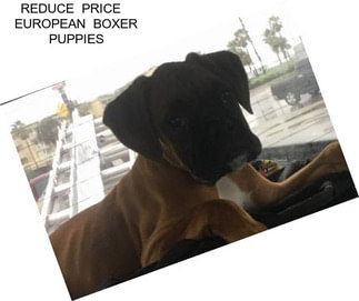 REDUCE  PRICE    EUROPEAN  BOXER PUPPIES