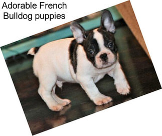 Adorable French Bulldog puppies