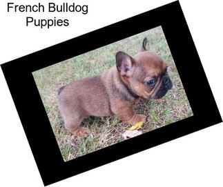 French Bulldog Puppies