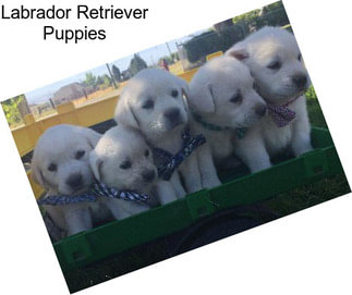 Labrador Retriever Puppies