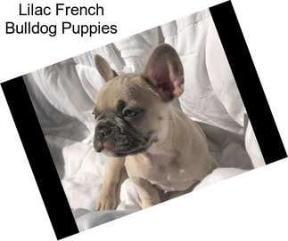 Lilac French Bulldog Puppies