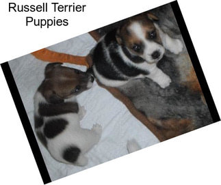 Russell Terrier Puppies