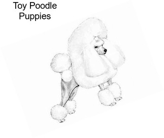 Toy Poodle Puppies