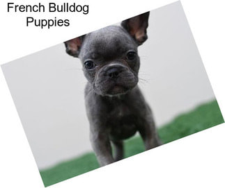 French Bulldog Puppies