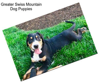 Greater Swiss Mountain Dog Puppies