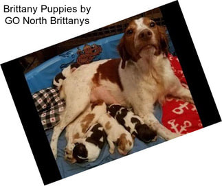 Brittany Puppies by GO North Brittanys