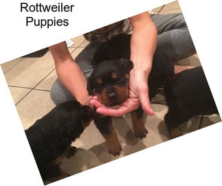 Rottweiler Puppies