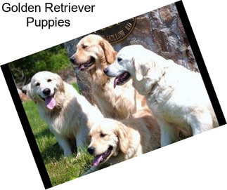 Golden Retriever Puppies