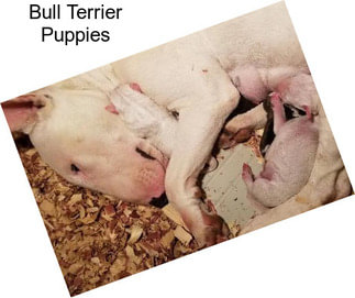 Bull Terrier Puppies