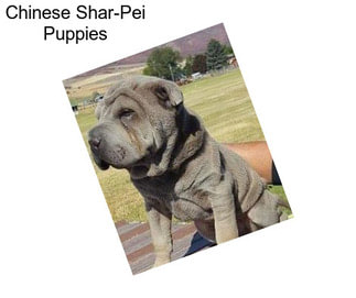 Chinese Shar-Pei Puppies