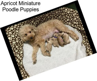 Apricot Miniature Poodle Puppies
