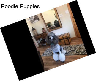 Poodle Puppies