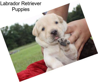 Labrador Retriever Puppies