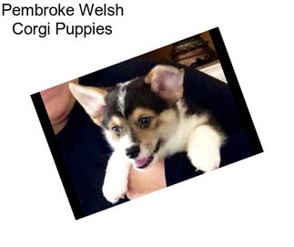 Pembroke Welsh Corgi Puppies