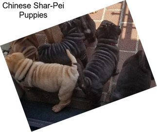 Chinese Shar-Pei Puppies