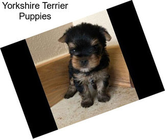 Yorkshire Terrier Puppies