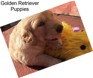 Golden Retriever Puppies