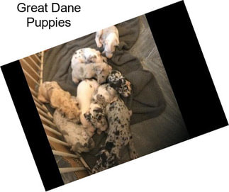 Great Dane Puppies