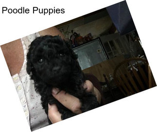 Poodle Puppies