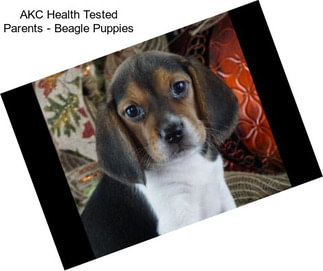 AKC Health Tested Parents - Beagle Puppies