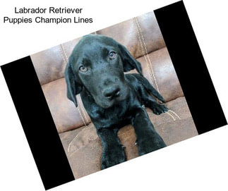 Labrador Retriever Puppies Champion Lines